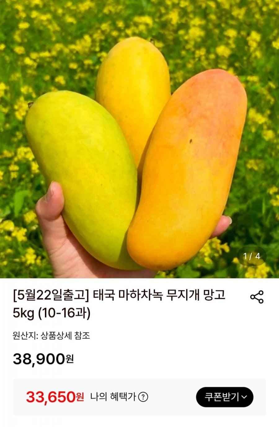 태국 마하차녹 무지개 망고 5kg (10-16과) (33,650원/무료)