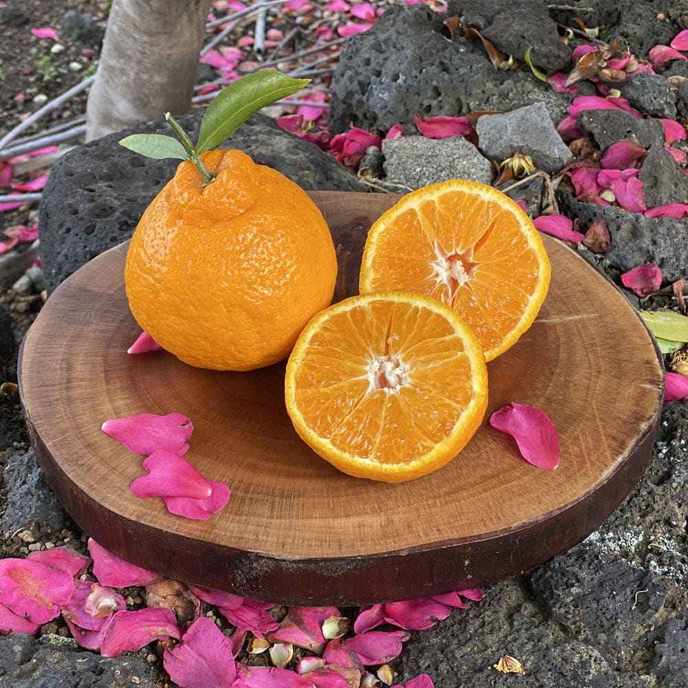 G마켓)카스0.0제로500ml 24캔 21500원 무배