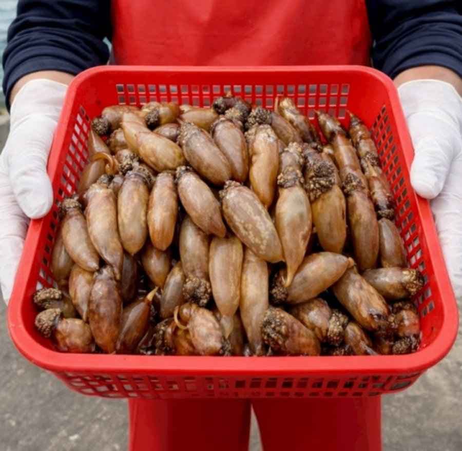 국내산 미더덕 500g (13,930원 / 무료)