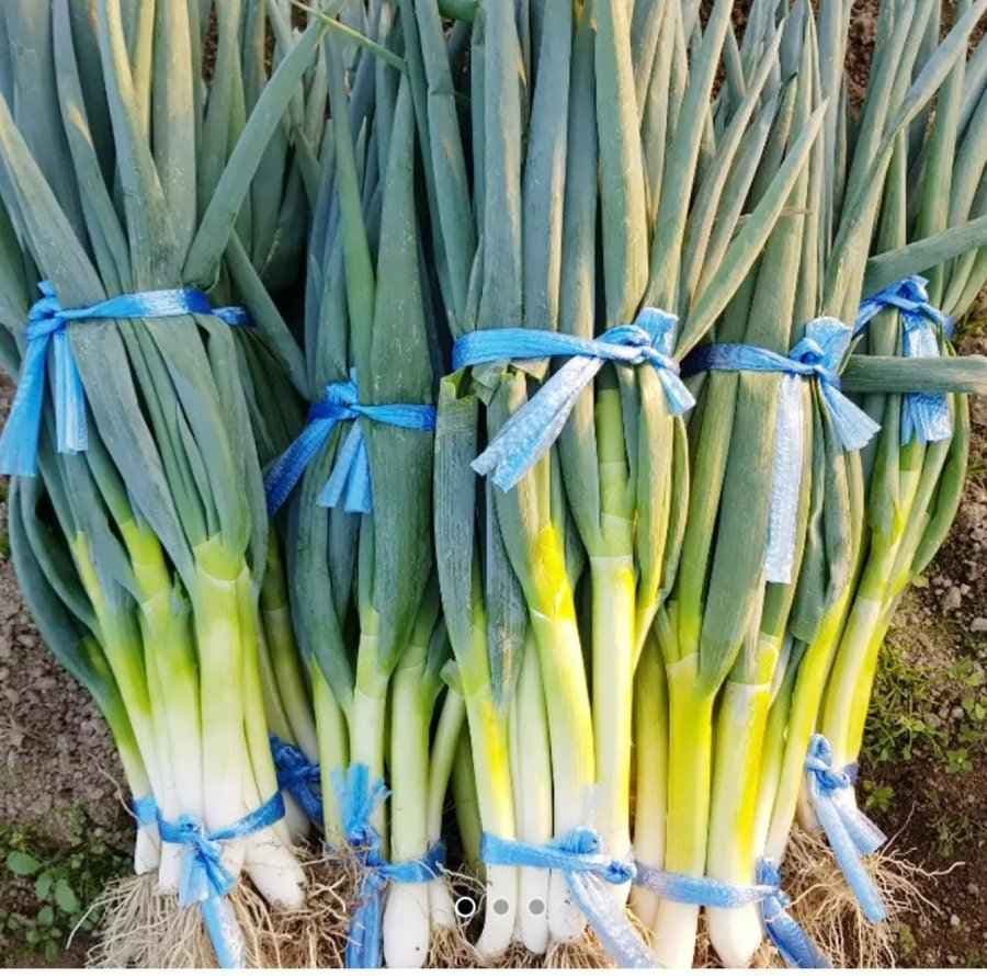햇 깐 대파 1.6kg 2단 (5,390원/무료)