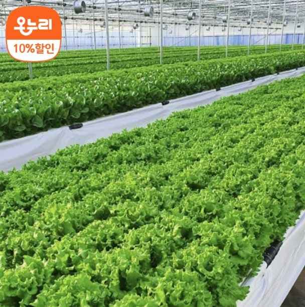 유럽식 샐러드 모듬쌈 채소 1kg 7,790원