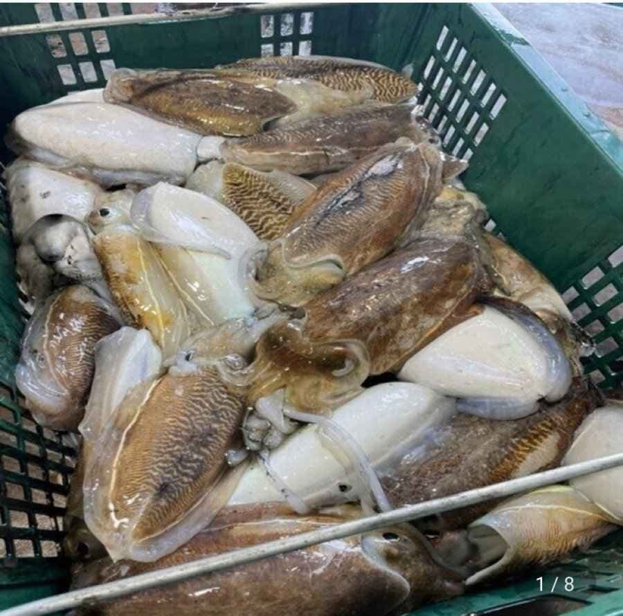 국산 자연산 갑오징어 2kg (24,900원/무료)