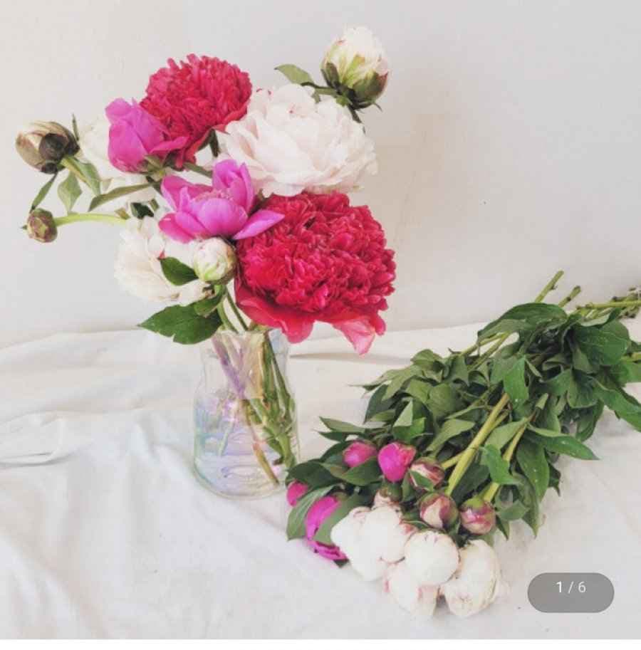 작약 생화 꽃다발 한단 5송이 (9,610원/무료)