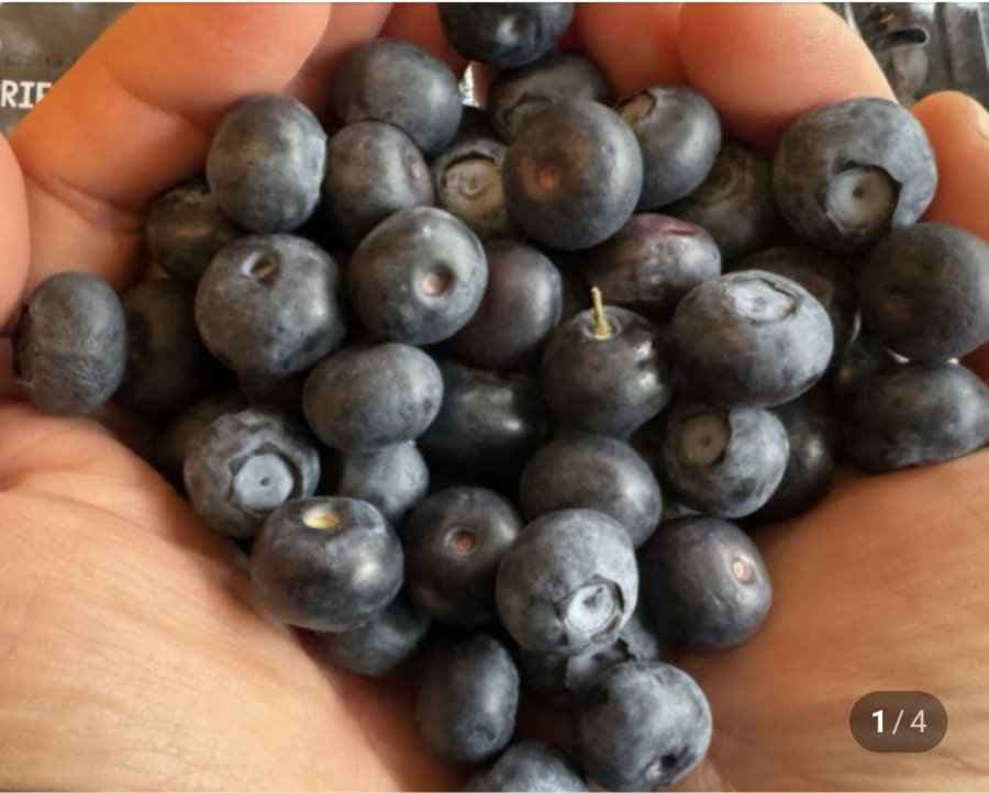 생블루베리 특과15mm이상 한박스12팩1.5kg (30,900원/무료)