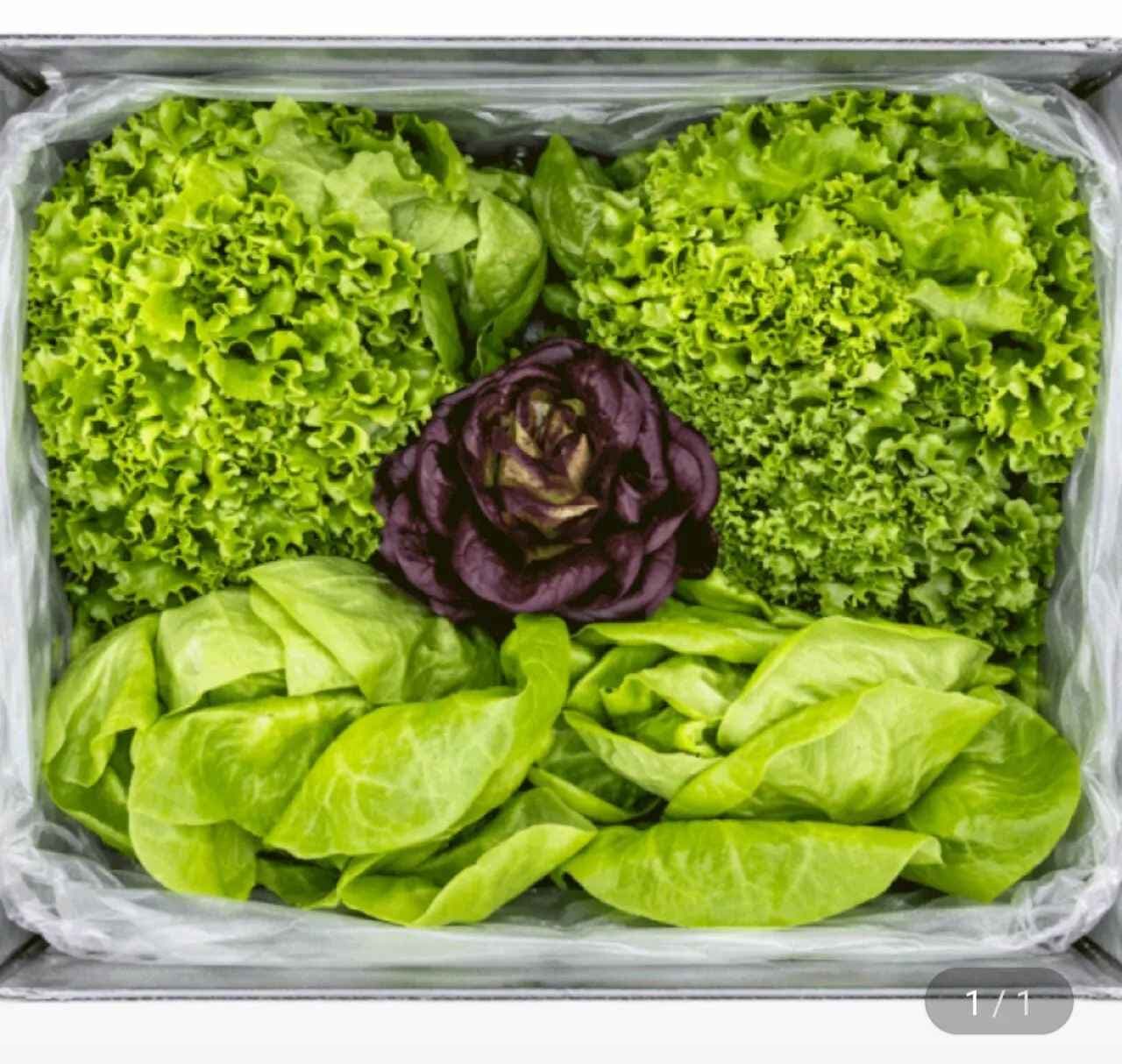 유러피안 샐러드채소 1kg (4-5종 랜덤 발송)