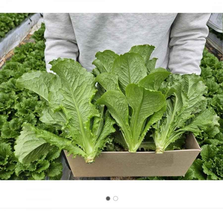 로메인 1kg