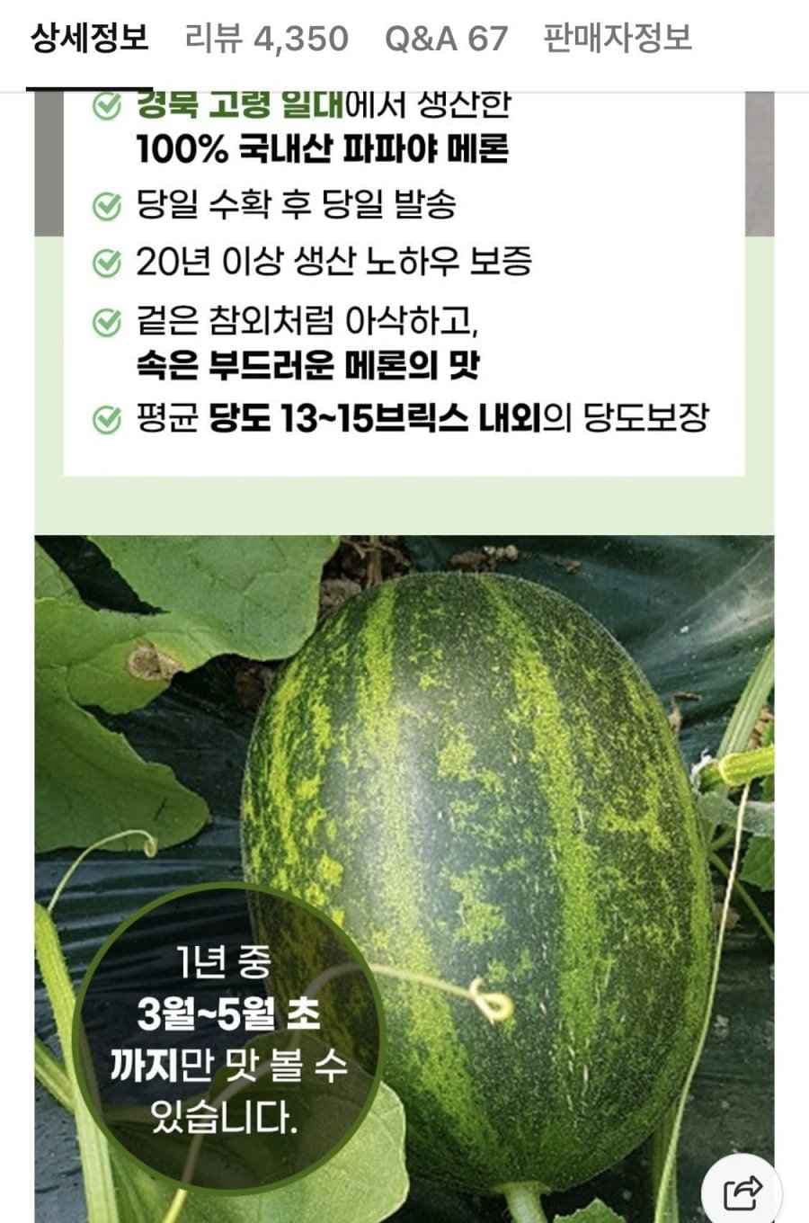 파파야 메론 2kg (3~6입) 50개한정 (9,800원/네멤무료)